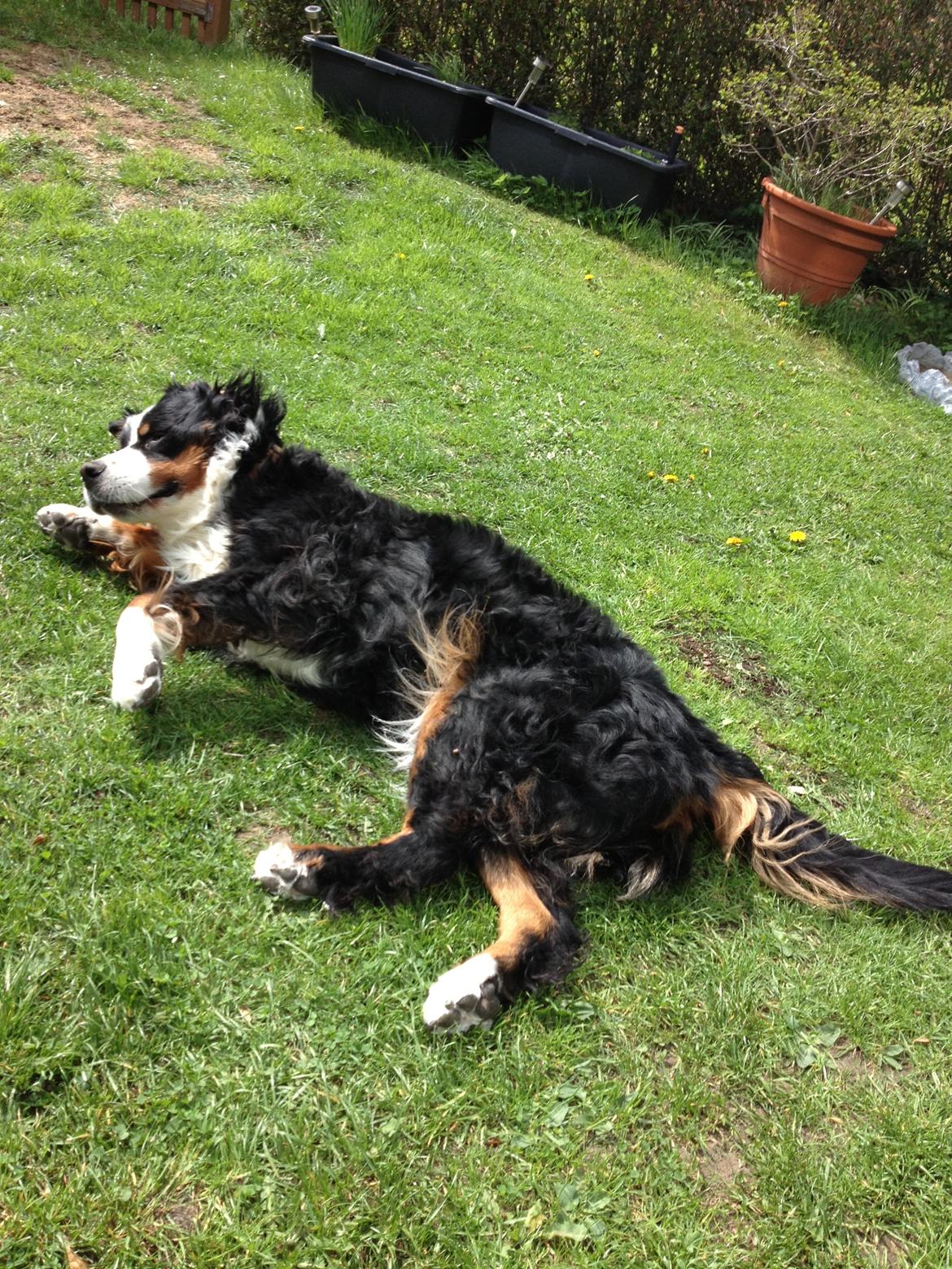 Berner sennenhund Aisa - Aisa´s sidste dag...den sidste rulletur på græsset billede 6