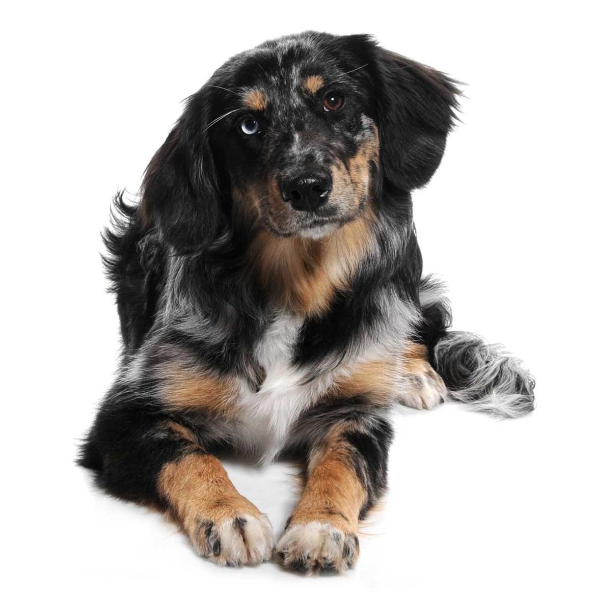 Blanding af racer Merci 6 år <3 - Billede fra Petworld konkurrence 2013 billede 2