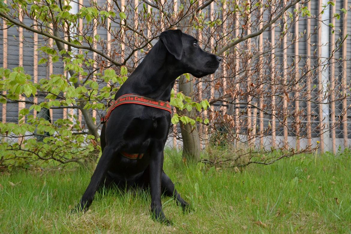 Blanding af racer Bell (labrador/boxer) billede 14