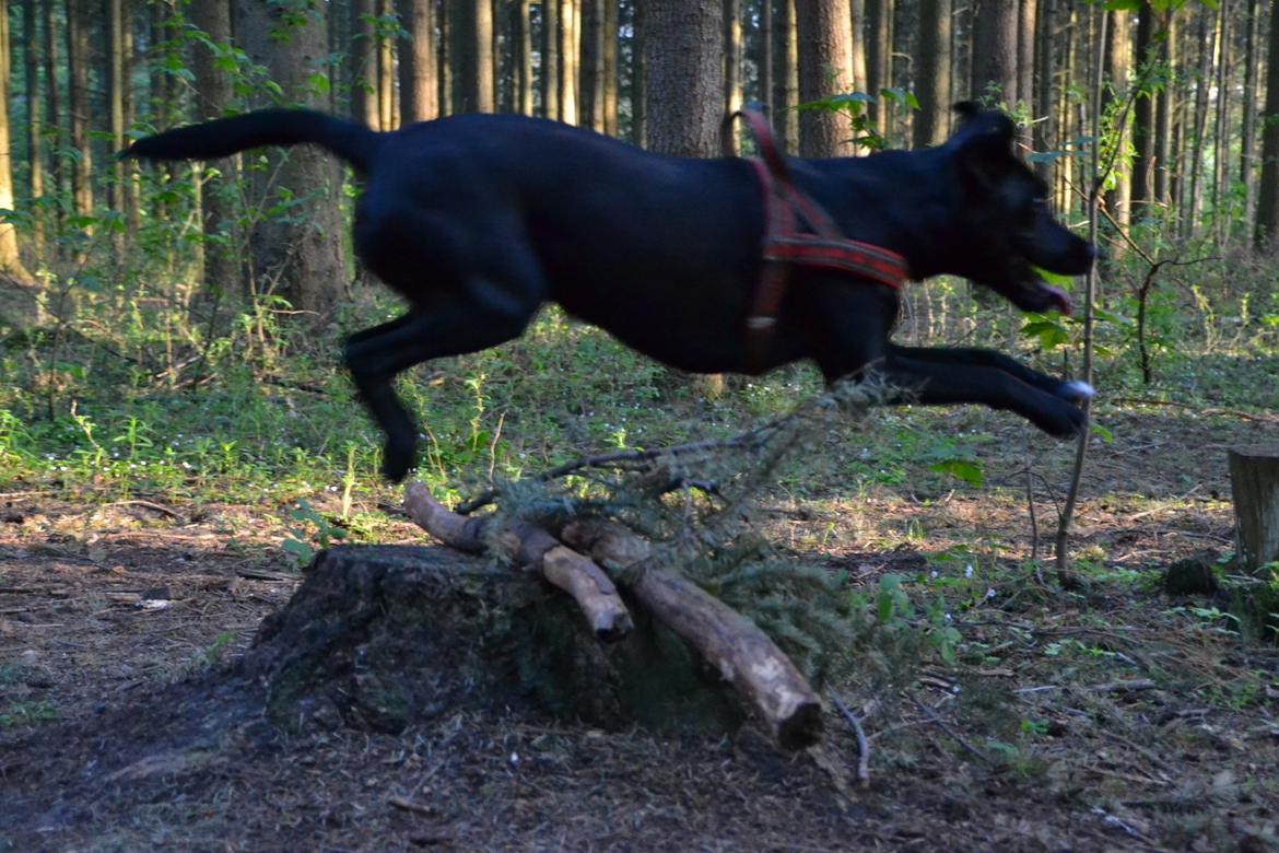 Blanding af racer Bell (labrador/boxer) - Beklager billede ikke er så godt. billede 15