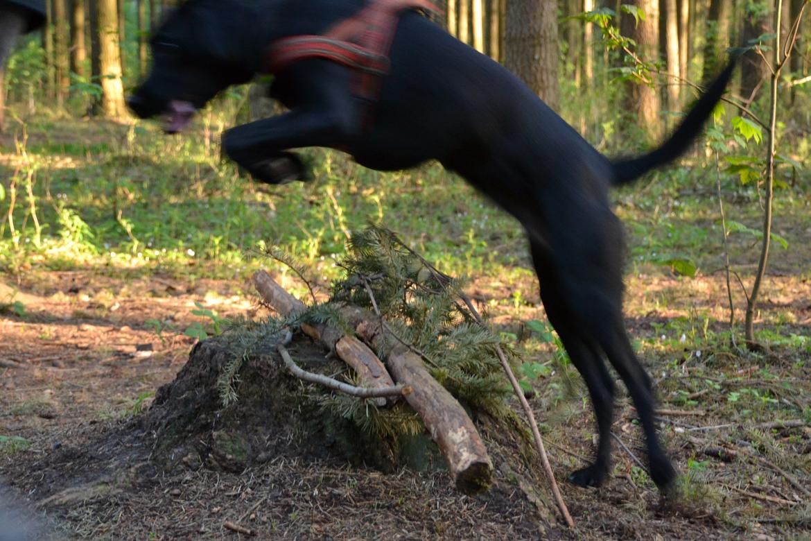 Blanding af racer Bell (labrador/boxer) - Beklager billede ikke er så godt. billede 16