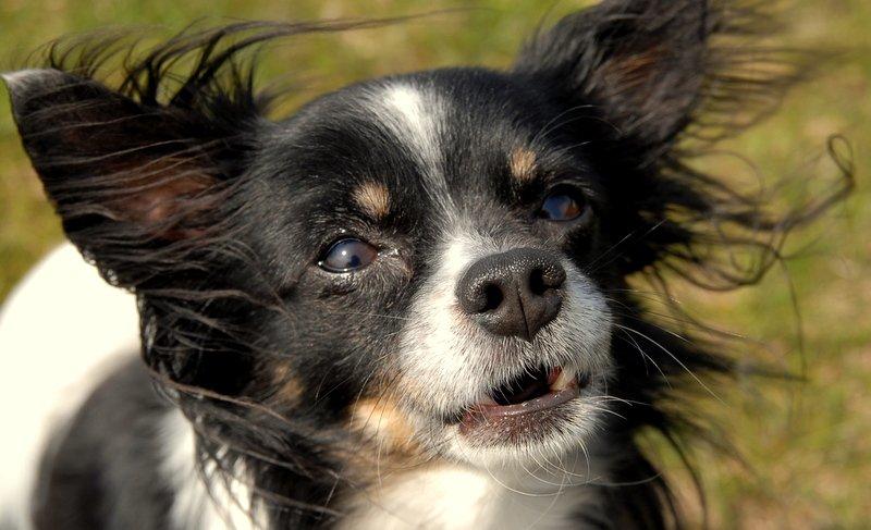 Chihuahua Harley - Maj 2013 billede 2