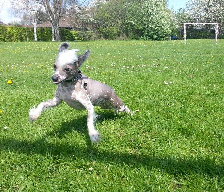 Chinese crested hårløs Spooky billede 12
