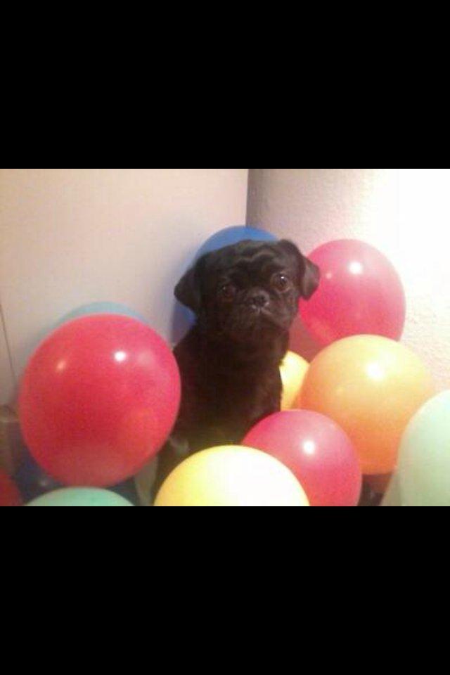 Mops Karla - Ballonger? <33 billede 1
