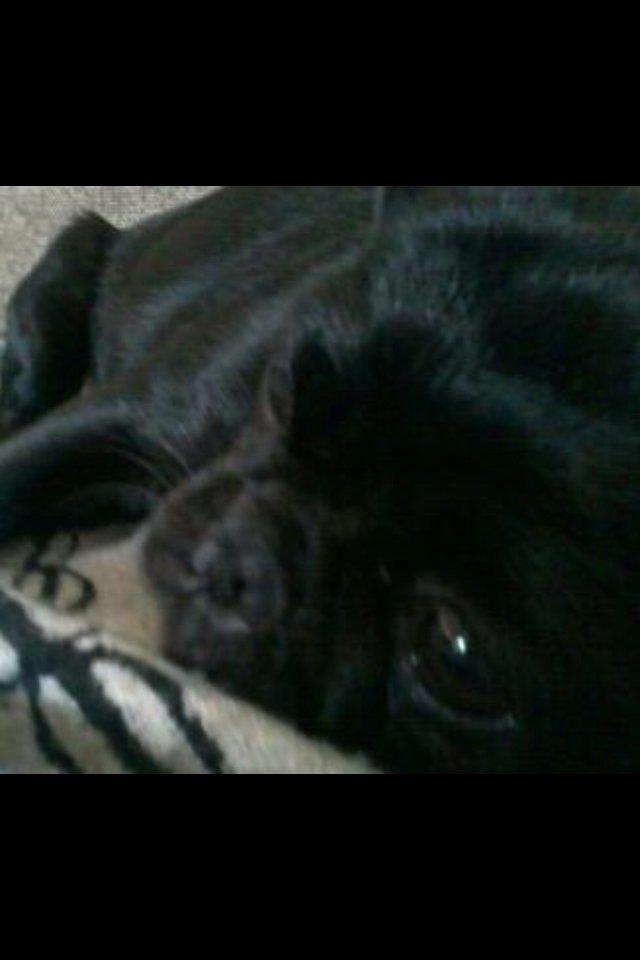 Mops Karla - ZzzzZzz billede 2