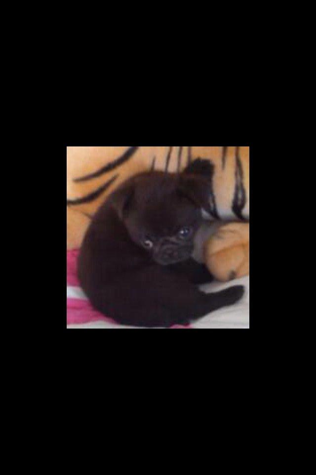 Mops Karla - <33 billede 3