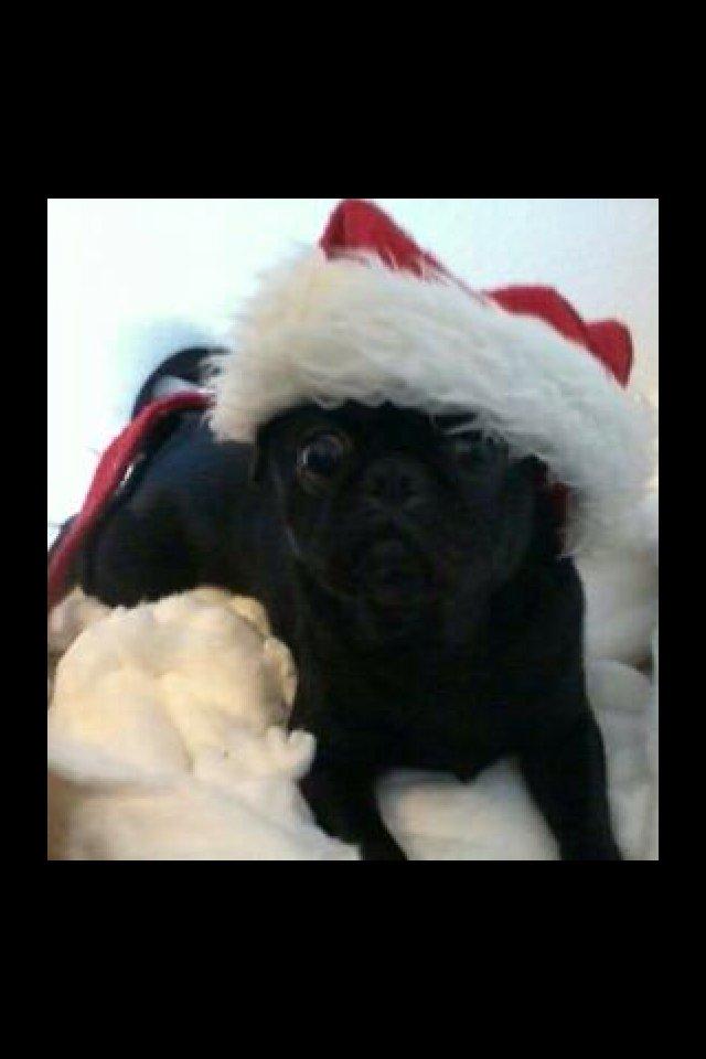 Mops Karla - JUL!!<3 billede 4