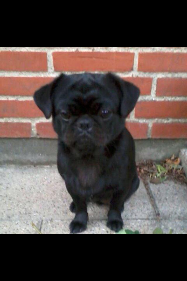 Mops Karla - HEJ!<33 billede 5