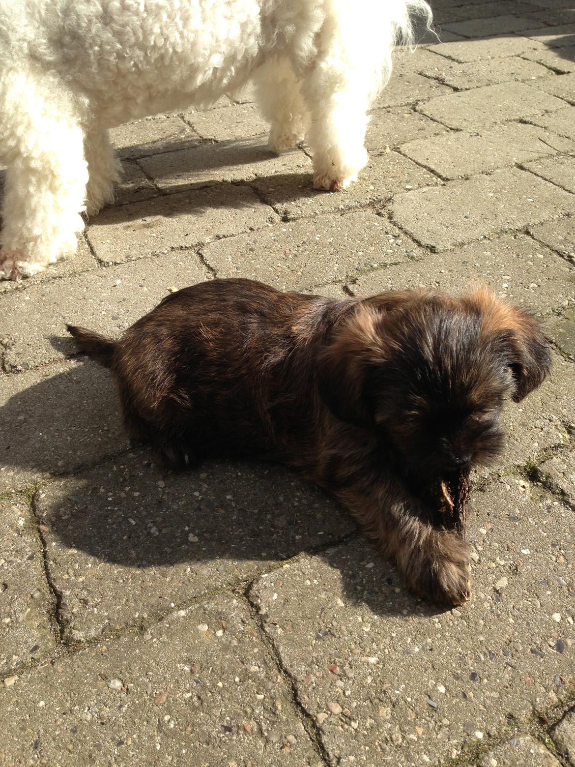 Shih tzu Eros billede 5