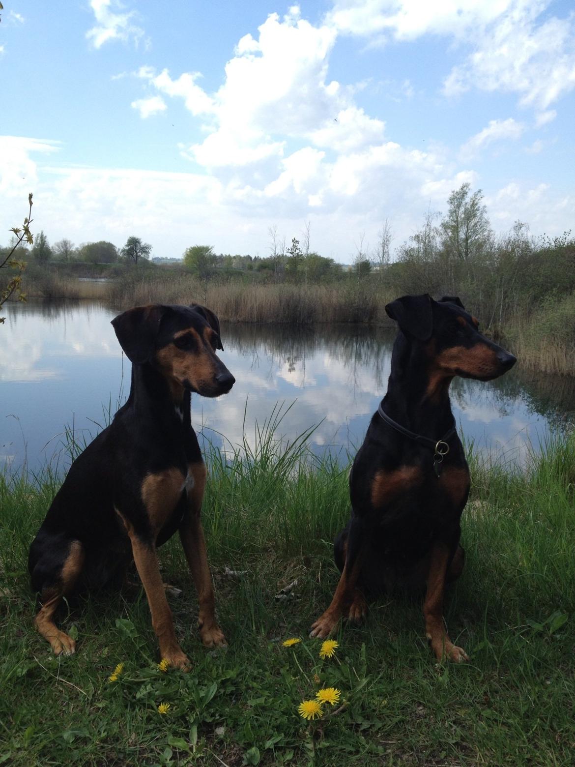 Blanding af racer Chili billede 14