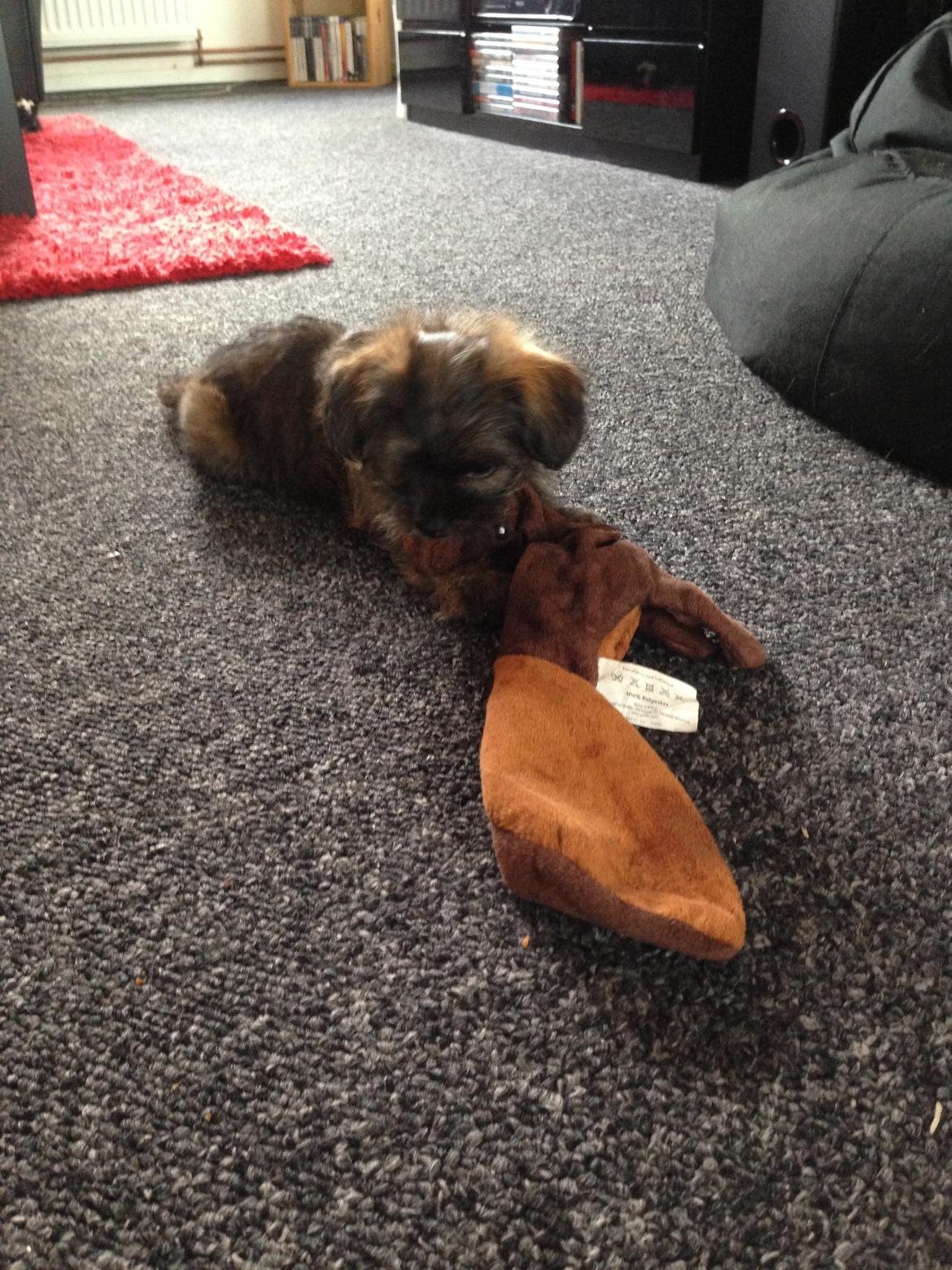 Shih tzu Eros billede 9