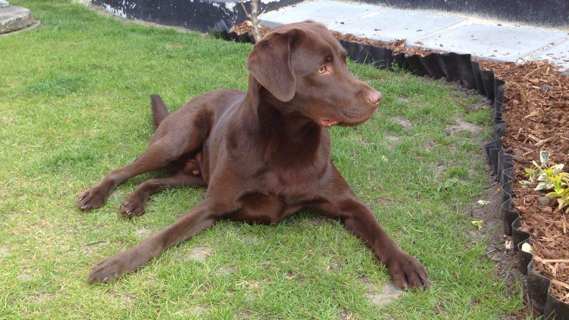 Labrador retriever Sjang billede 1