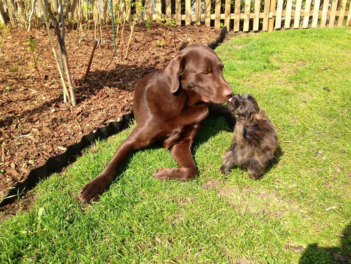 Labrador retriever Sjang billede 2