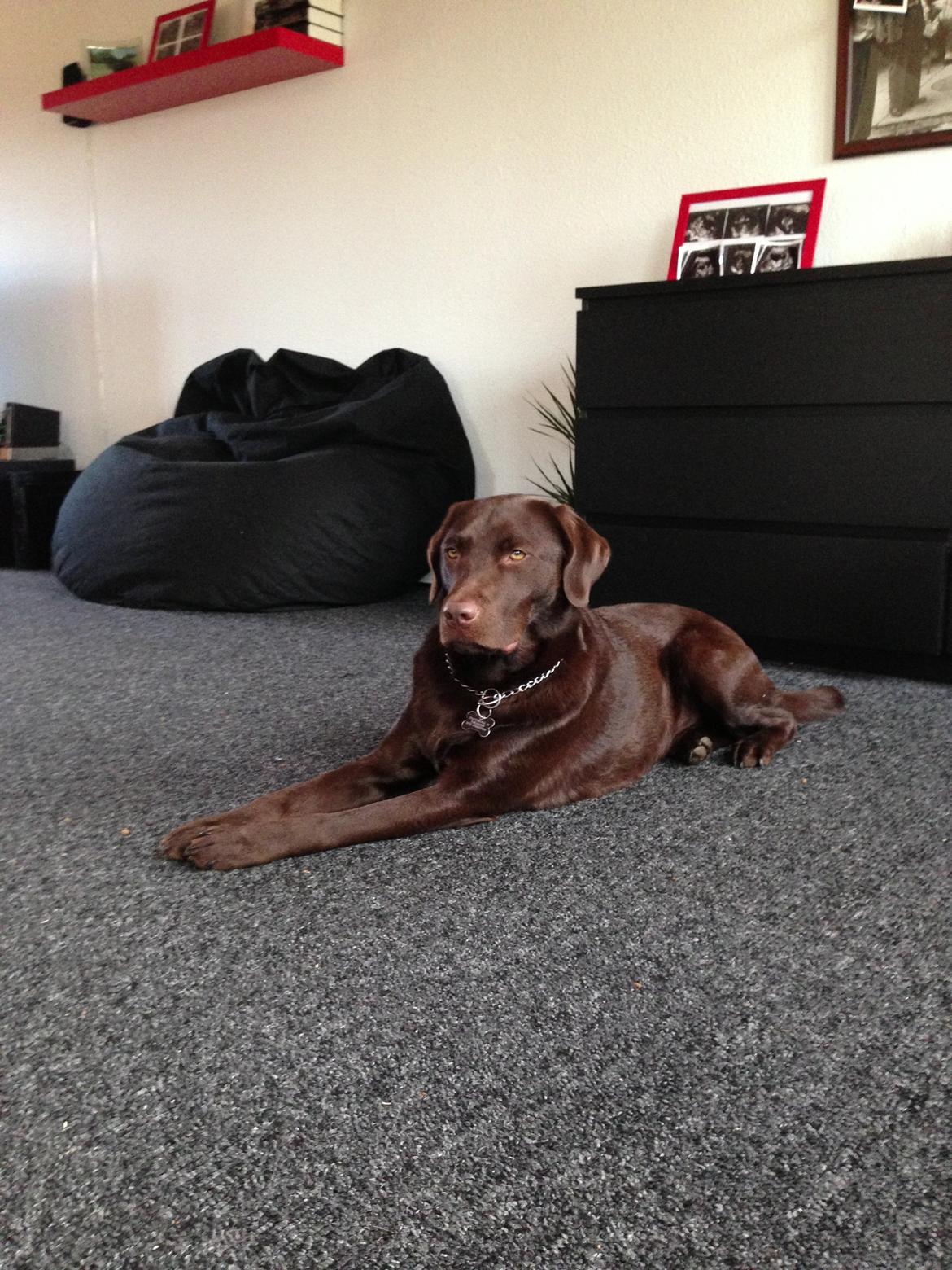 Labrador retriever Sjang billede 3