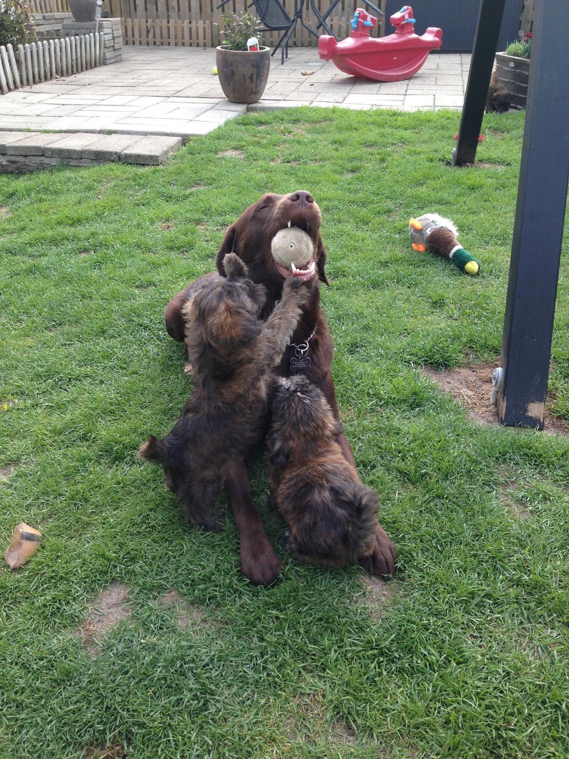 Labrador retriever Sjang billede 4