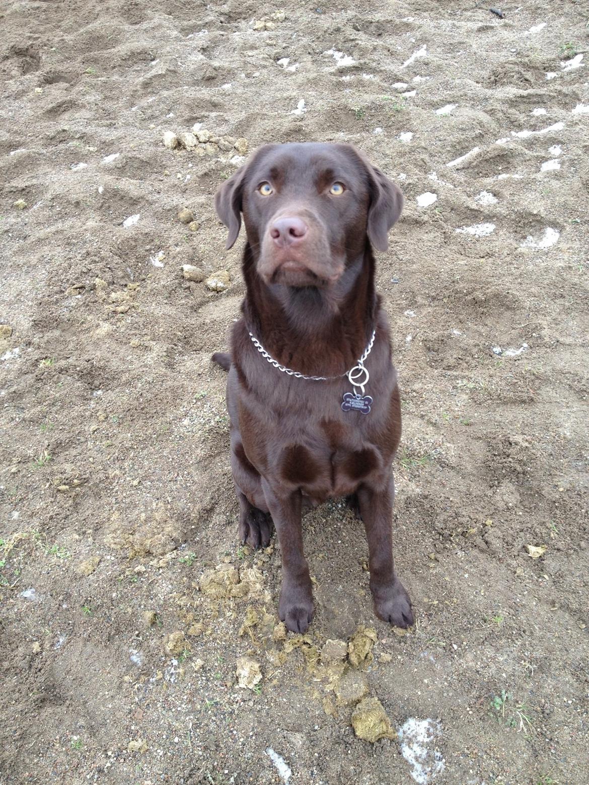 Labrador retriever Sjang billede 5