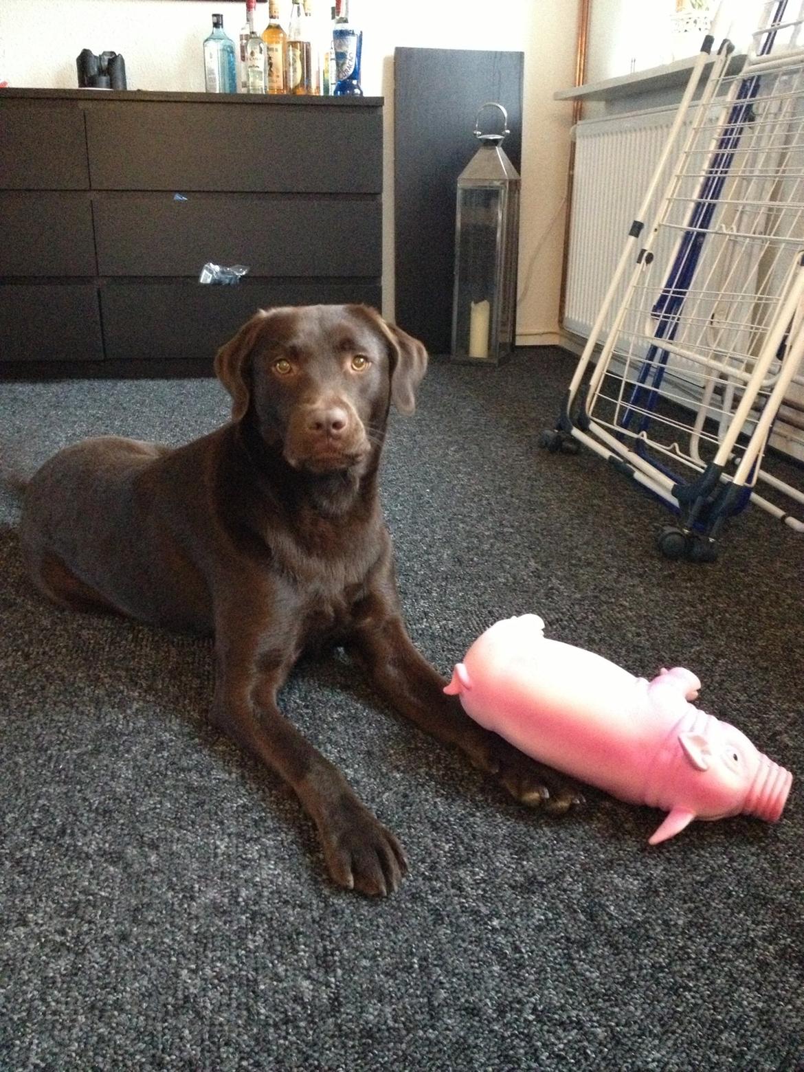 Labrador retriever Sjang billede 6