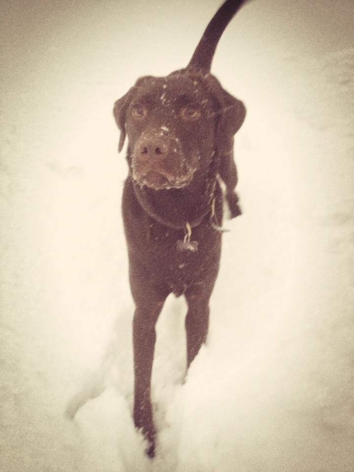 Labrador retriever Sjang billede 7