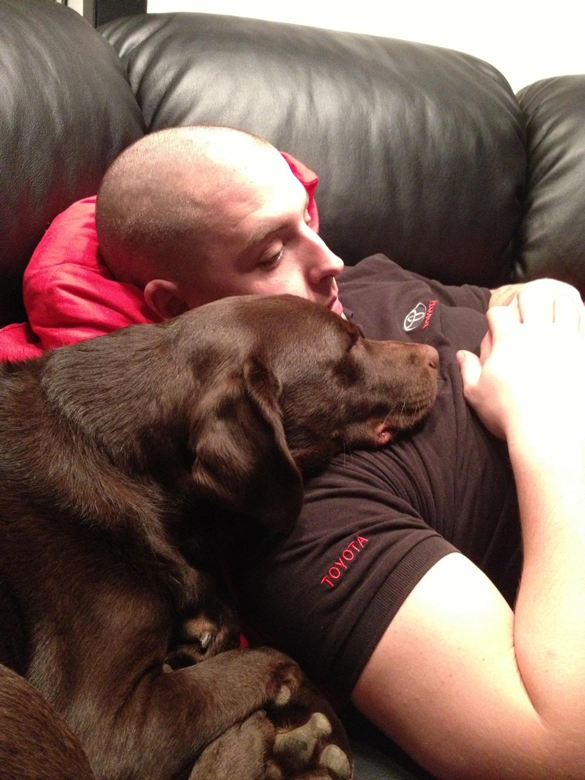 Labrador retriever Sjang billede 8