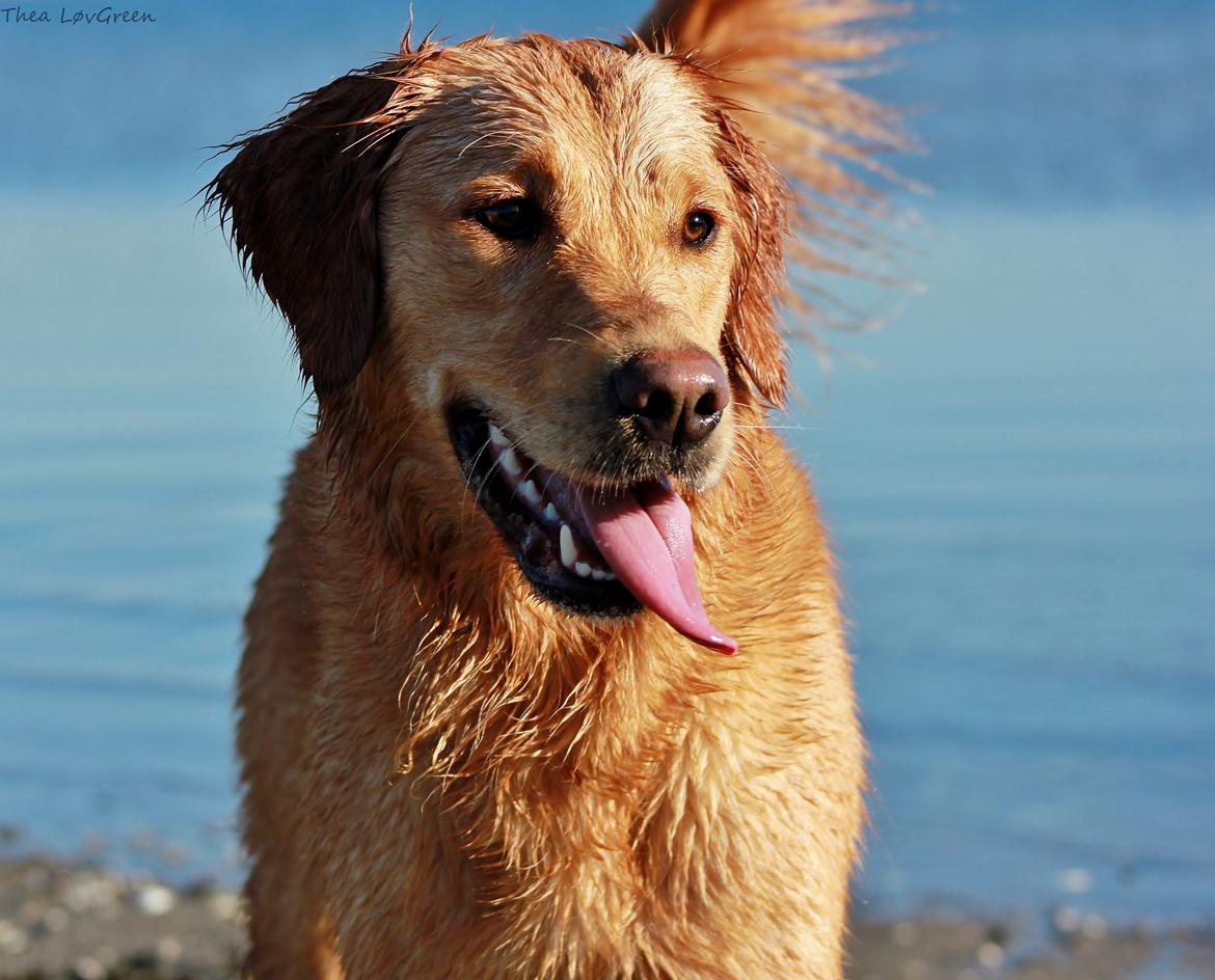 Golden retriever Gia's Golden Chanel billede 32