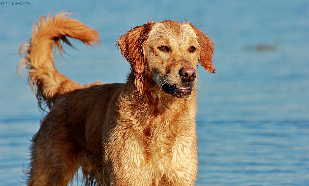 Golden retriever Gia's Golden Chanel - Maj 13 billede 21