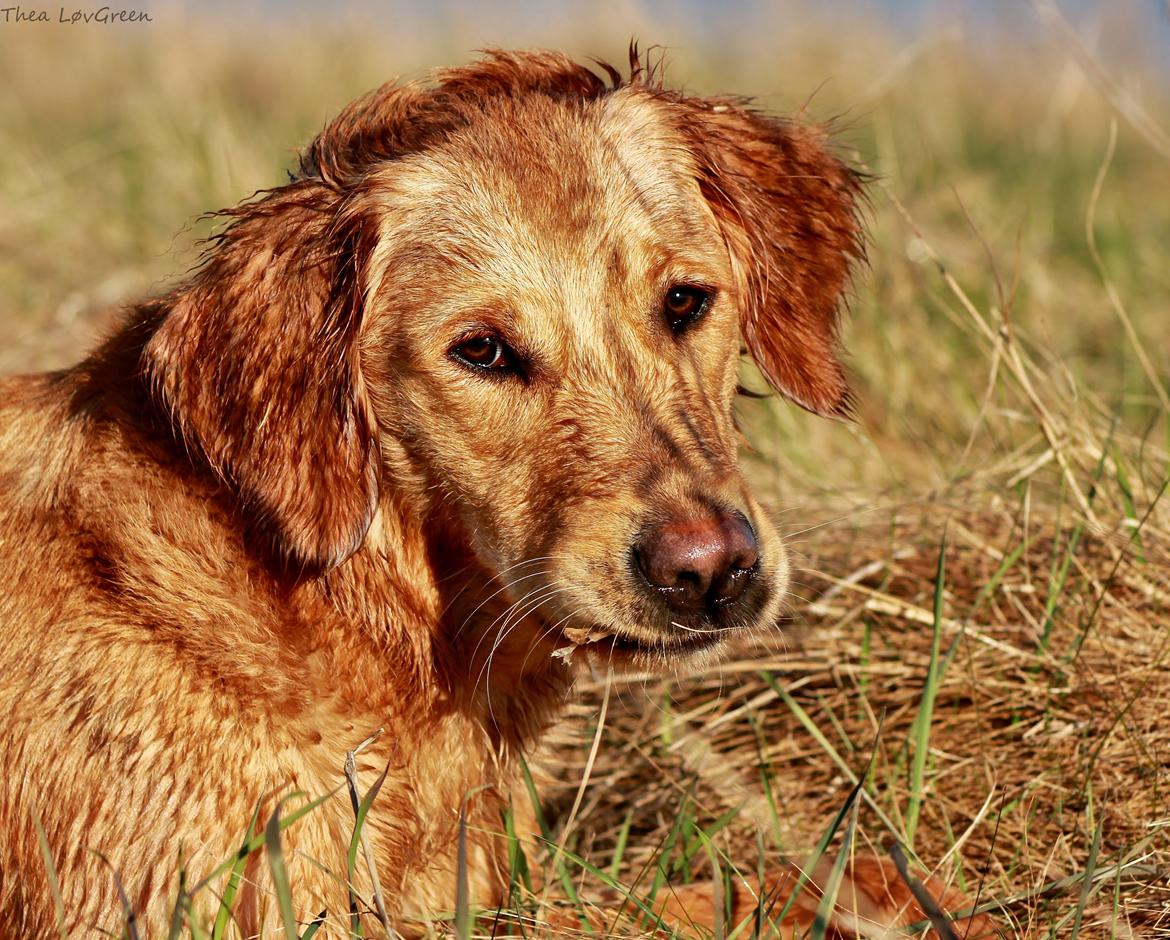 Golden retriever Gia's Golden Chanel - Sikke lille den pind blev?  billede 16