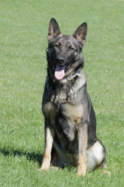 Schæferhund Studsdal Aida billede 2