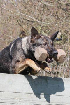 Schæferhund Studsdal Aida billede 5