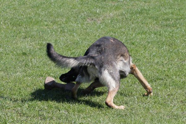 Schæferhund Studsdal Aida billede 6