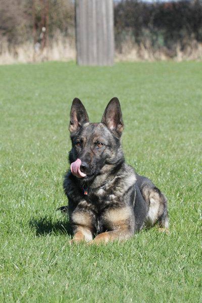 Schæferhund Studsdal Aida billede 3