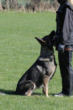 Schæferhund Studsdal Aida billede 7