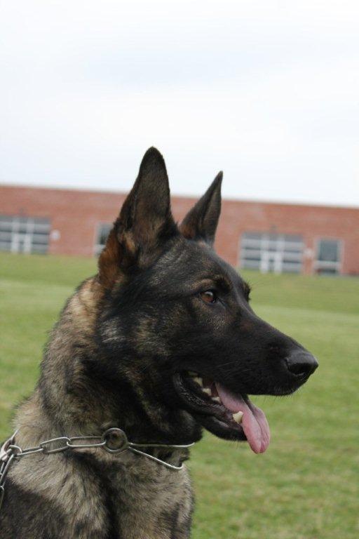 Schæferhund Studsdal Aida billede 9