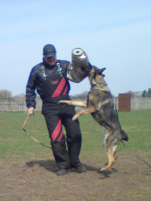 Schæferhund Studsdal Aida billede 14