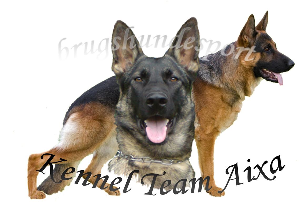 Schæferhund Studsdal Aida billede 1