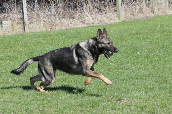 Schæferhund Studsdal Aida billede 11