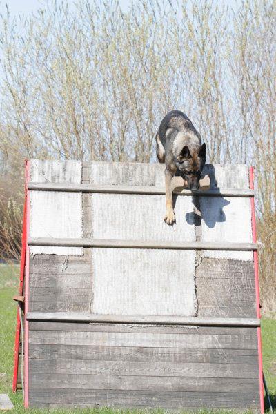 Schæferhund Studsdal Aida billede 13