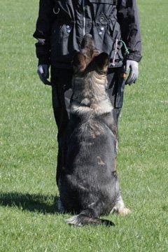 Schæferhund Studsdal Aida billede 8