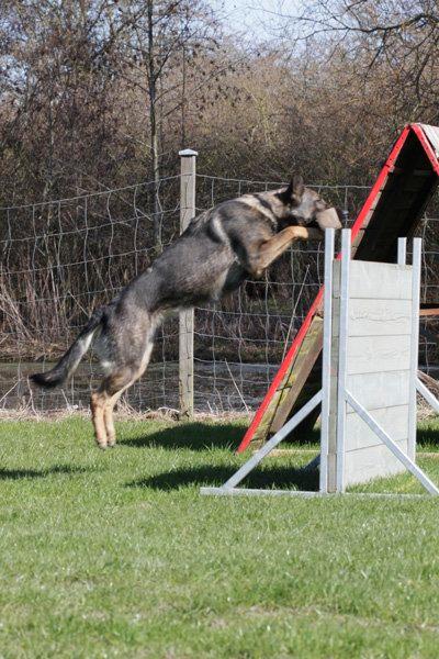 Schæferhund Studsdal Aida billede 4