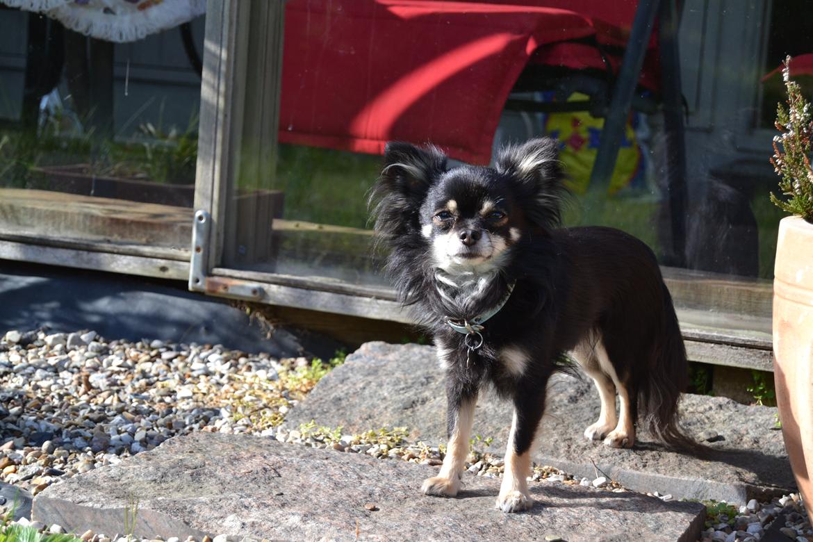 Chihuahua Tiny billede 2