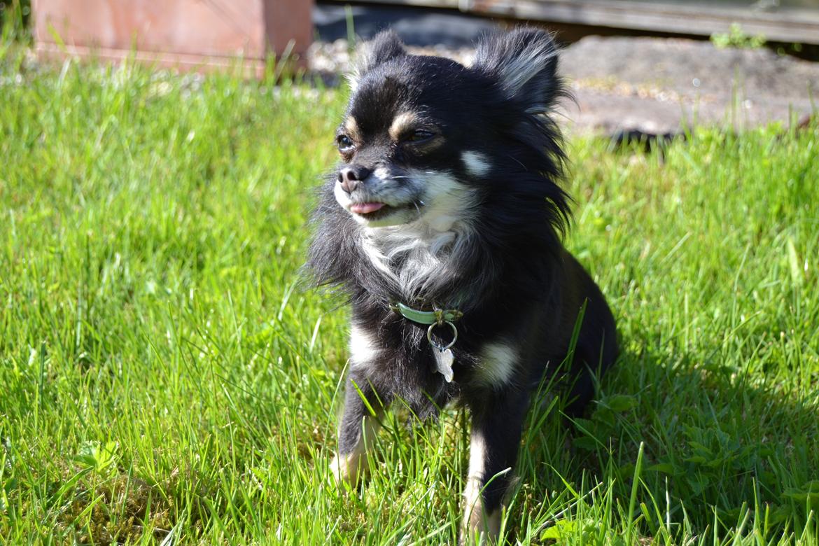 Chihuahua Tiny billede 4