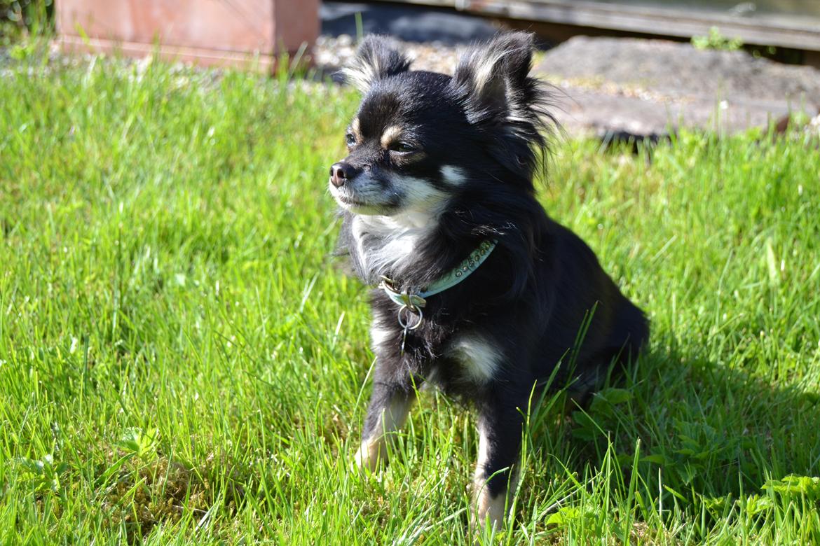 Chihuahua Tiny billede 12