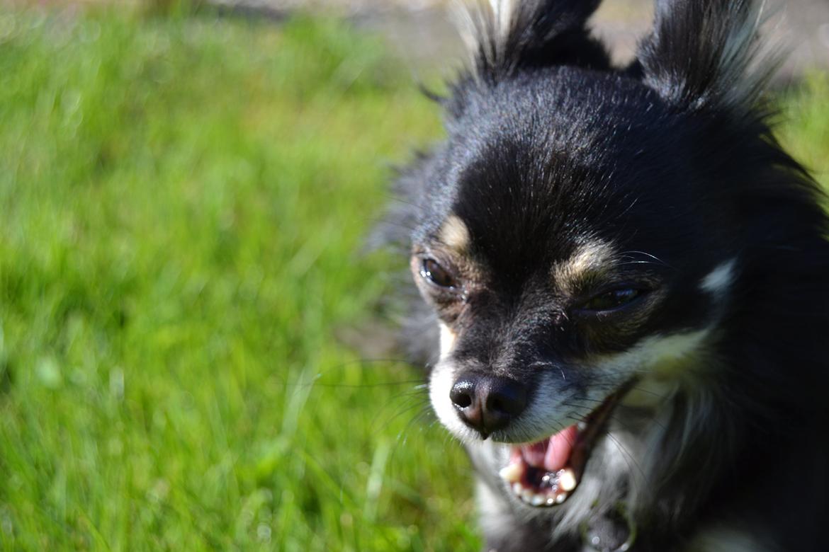 Chihuahua Tiny - Gaaaaaab billede 5