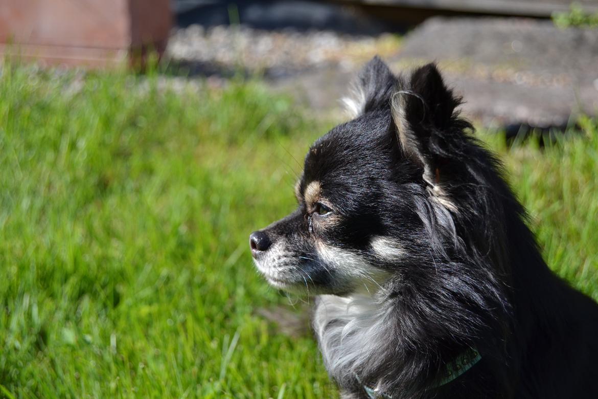 Chihuahua Tiny billede 8