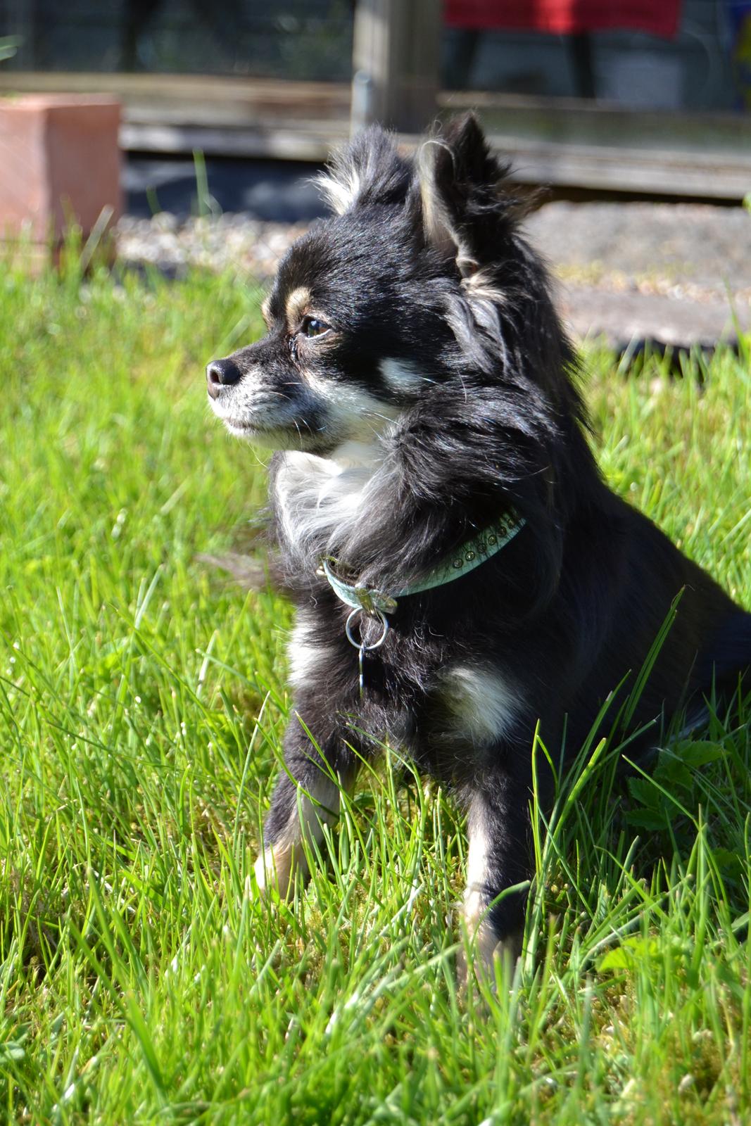 Chihuahua Tiny billede 10