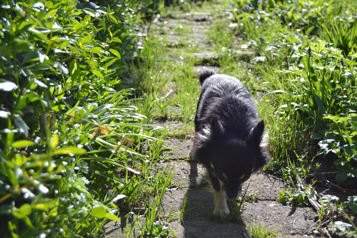 Chihuahua Tiny - Tusind tak for kigget ;-) billede 17