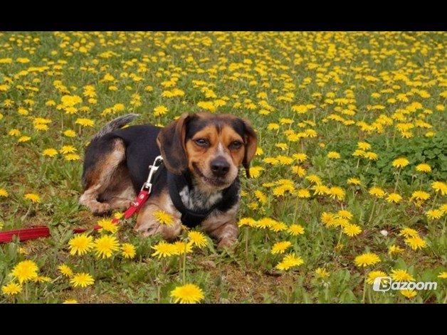 Blanding af racer Jasper - how YOU doing! billede 3