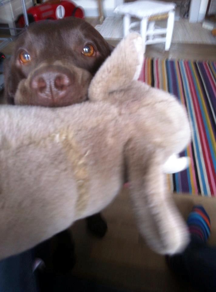 Labrador retriever William Jensen billede 13