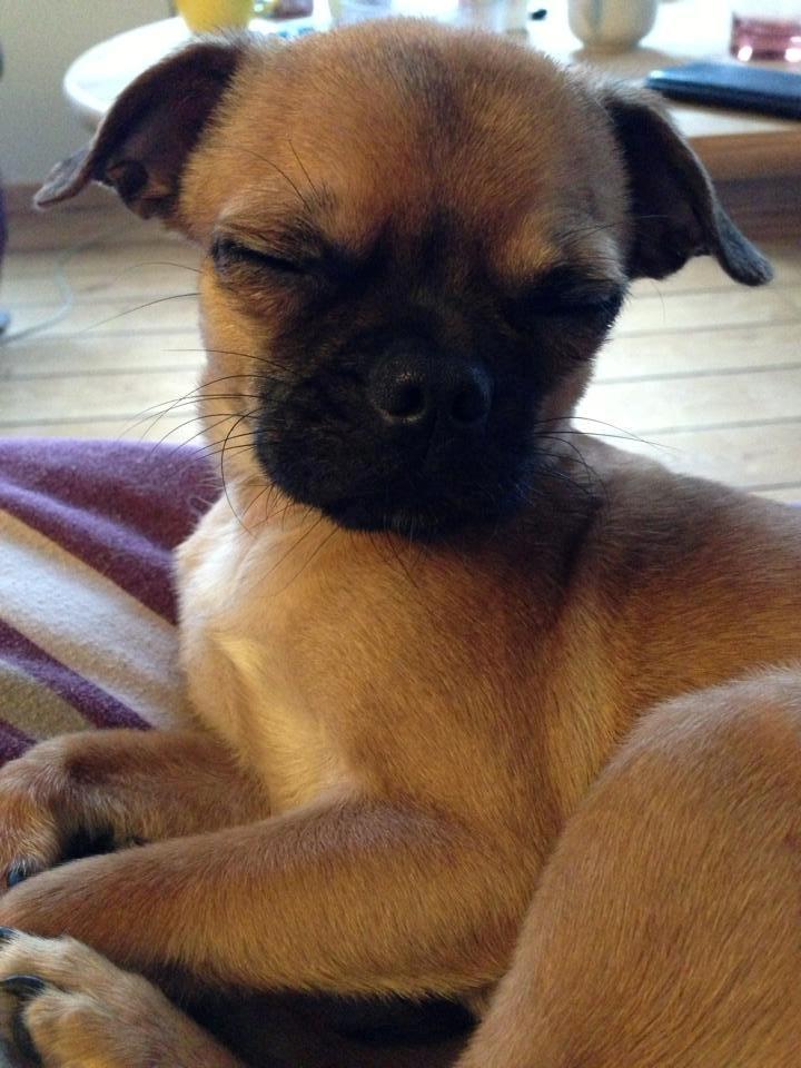 Blanding af racer Valter billede 2