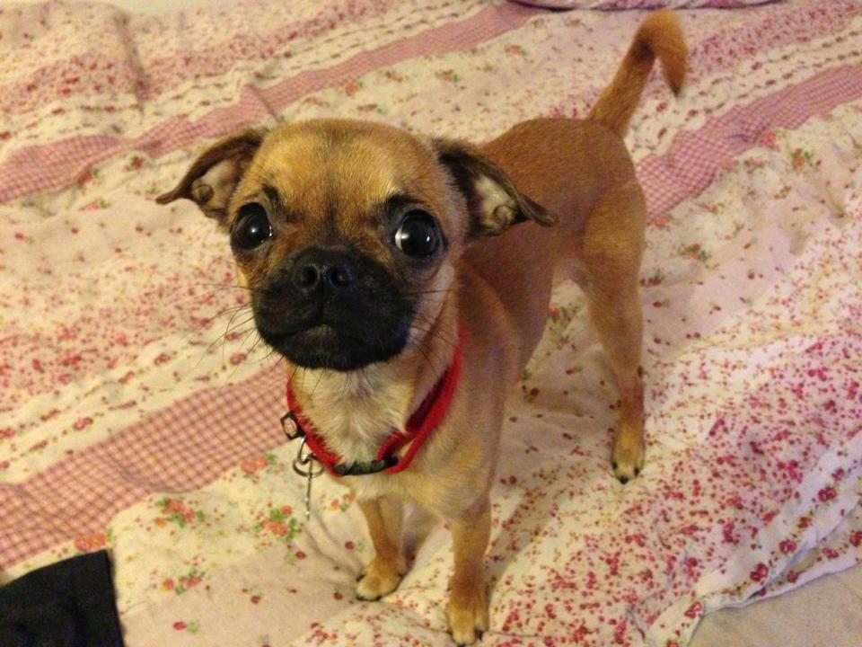 Blanding af racer Valter billede 3