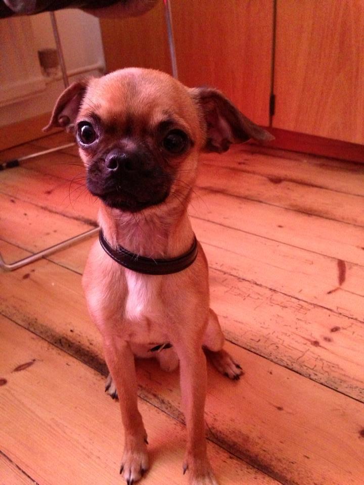 Blanding af racer Valter billede 4